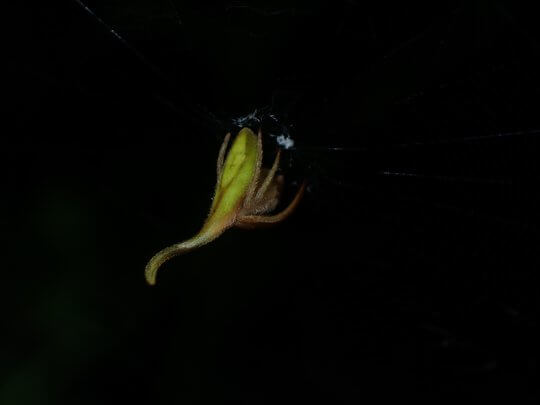 Scorpion tailed orb-weaver (<i>Arachnura melanura</i>)
