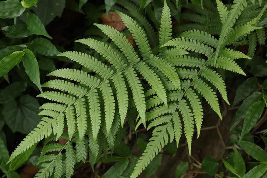 <i>Christella acuminata</i>