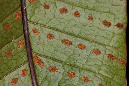<i>Drynaria coronans</i>