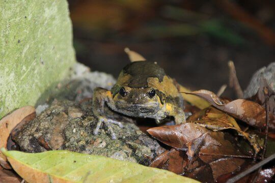 Asiatic Painted Frog (<i>Kaloula pulchra</i>) is common in Hong Kong. It calls like a cow.