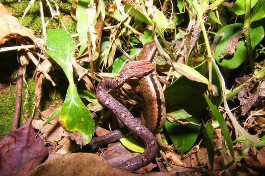 Intergeneration Eco-classroom - Amphibians and Reptiles