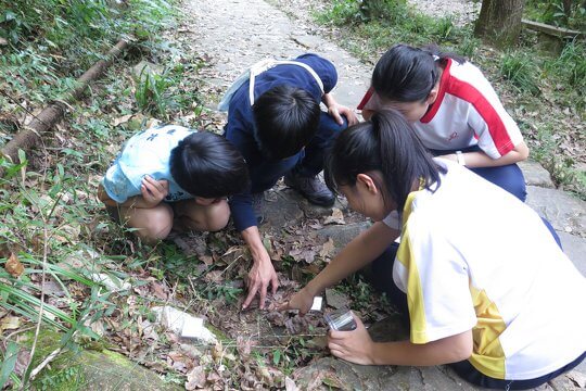 If we pay attention, you will find ants’ behavior interesting