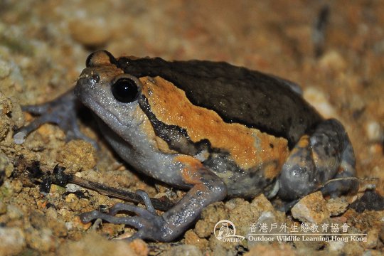 Banded bullfrog <i>Kaloula pulchra</i>