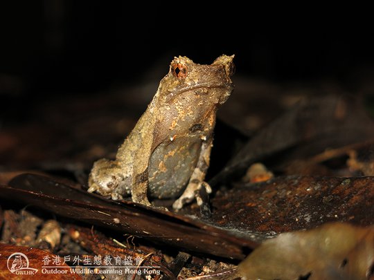 短腳角蟾 <i>Megophrys brachykolos</i>