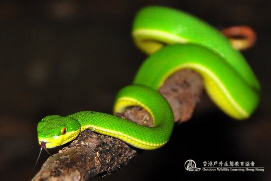 White-lipped Tree Viper <i>Trimeresurus albolabris</i>