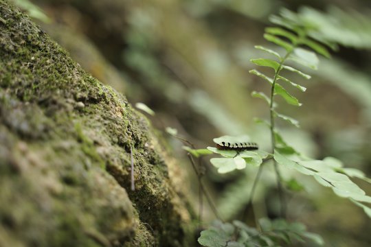 Can music of nature be played by this piano-keyed caterpillar? Fern Moth <i>Callopistria guttulalis</i>