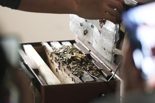 Visit the local bee conservation centre to learn about urban beekeeping.