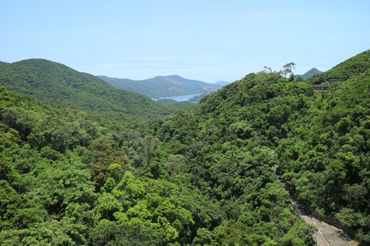 Dense forest in Hong Kong is actually strongly related to achieving carbon neutrality?