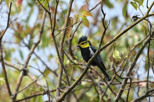 In combating climate change, what are the roles of the forest inhabitants?