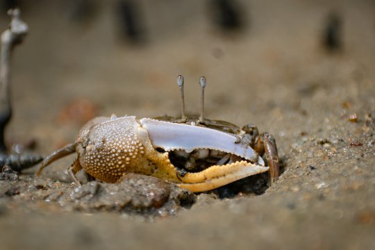 潮間帶有著不同種類的招潮蟹