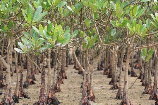 Mangrove forest is an important habitat