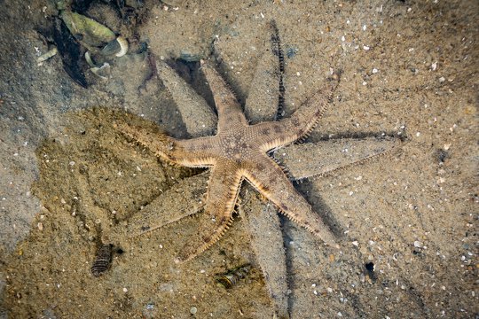 Starfish <i>Archaster typicus</i>