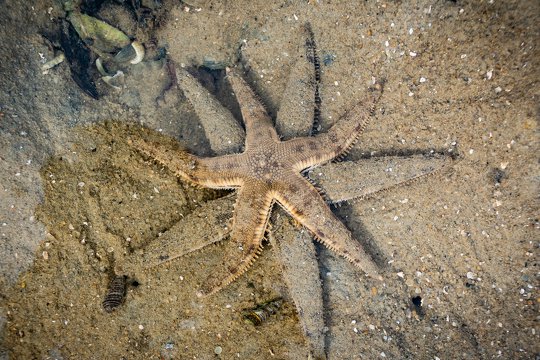 飛白楓海星 <i>Archaster typicus</i>