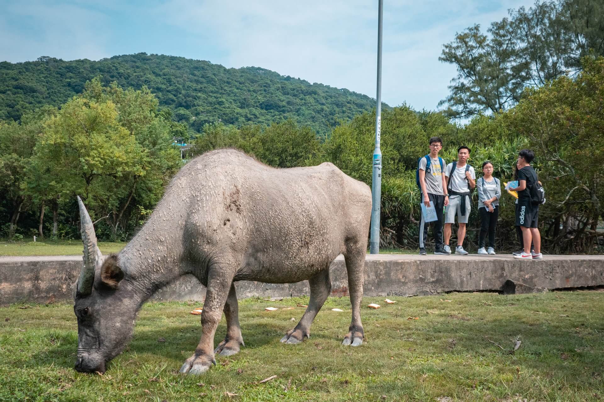 "A Day in Shui Hau" : Is there any hint from the hungry water buffalo?