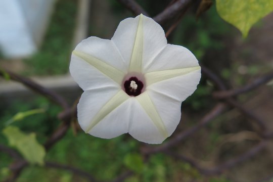 漂亮的旋花科植物，小心葉薯 <i>Ipomoea obscura</i> 