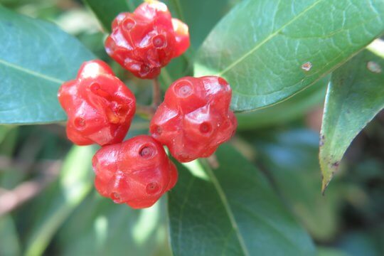 茜草科植物雞眼藤 <i>Morinda parvifolia</i> 鮮艷的果實