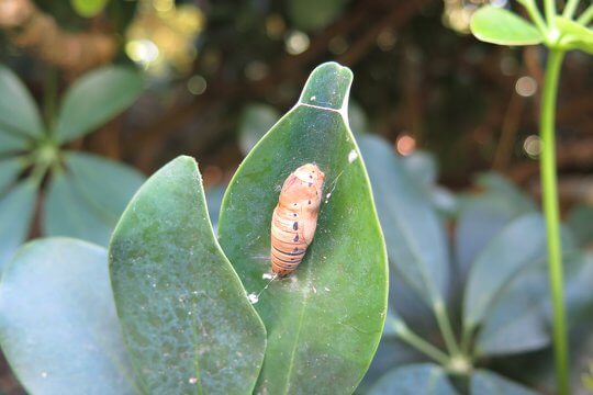 Apart from the plants, pay attention to the relationship between plants and animals, some plants are the host of different butterflies!