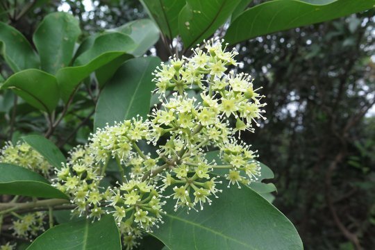 Lucky us! It’s the florescence of <i>Schefflera heptaphylla</i> now!