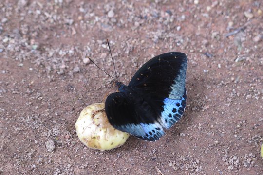 小豹律蛺蝶 <i>Lexias pardalis</i> 亦在&lt;蝶影植物篇&gt;旅程中登場