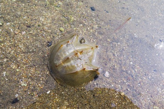 We may have lucky encounter with horseshoe crab at Shui Hau Wan, so be careful!