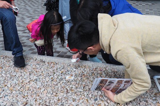 Search in Lantau, ECF Discovering South Lantau Invertebrates