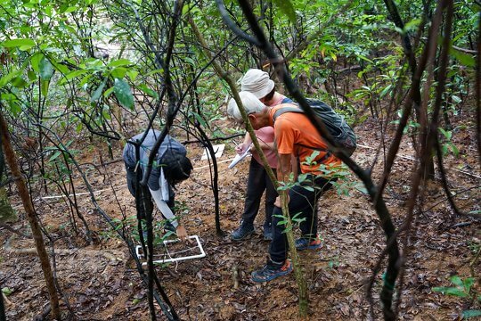 Participants practising undergrowth vegetation coverage estimation