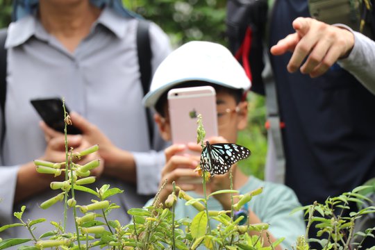 BioBlitz - Insects