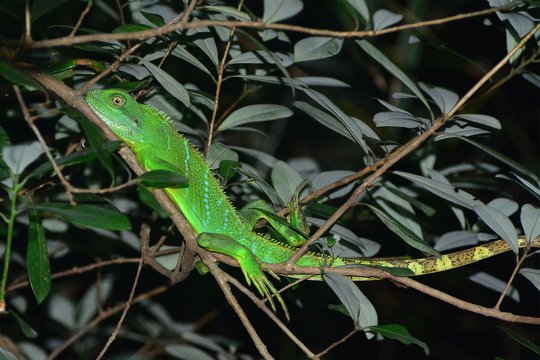 Even an exotic species, Chinese Water Dragon, has to be recorded!