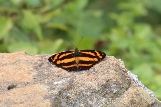 Butterfly <i>Symbrenthia lilaea</i>