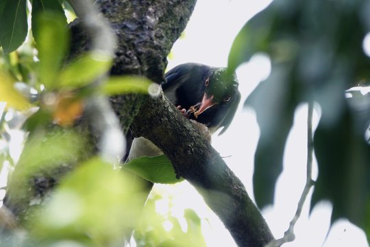 Red-billed Blue Magpie is pecking on a Wasp