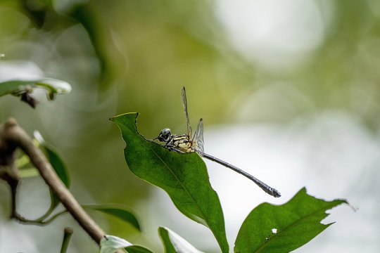 Dragonfly <i>Leptogomphus hongkongensis</i>