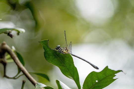 香港纖春蜓 <i>Leptogomphus hongkongensis</i>