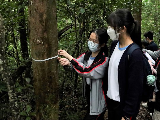 學生以度樹尺量度胸徑，用於比較樹木的成長情況