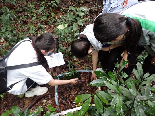 Students conduct litterfall surveys using quadrats to observe the decomposition level of leaf and branch litter.