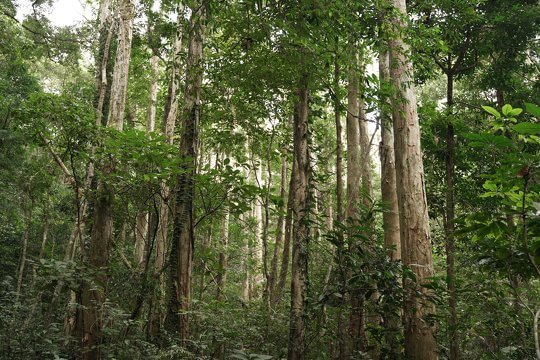 森林生態學家