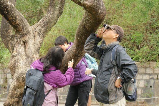 Observe various types of lichens on the trunk carefully