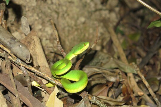 夜行見到青竹蛇 <i>Trimeresurus albolabris</i> 呀！
