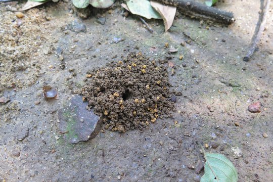 Searching for ant caves in the forest