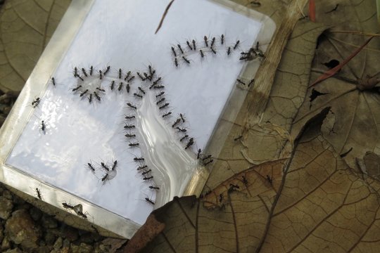 Observe the ecology of ants by bait experiment