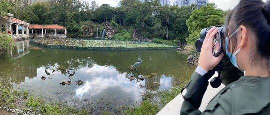 Each group collects data in various city environments for their project. This picture shows a student using binoculars to conduct a bird investigation in Tsing Yi Park.