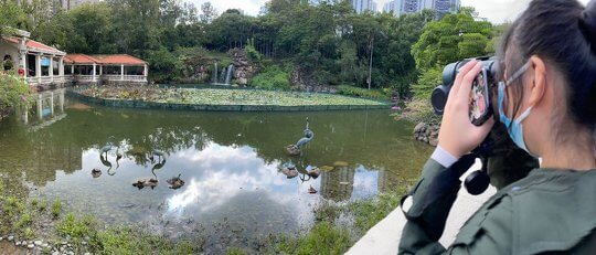 小組於不同市區環境，為小組研究收集數據。圖為其中一組於青衣公園利用望遠鏡進行雀鳥調查。