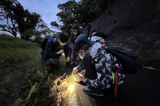 Finding nocturnal amphibians and reptiles in Lau Shui Heung Reservoir at night.