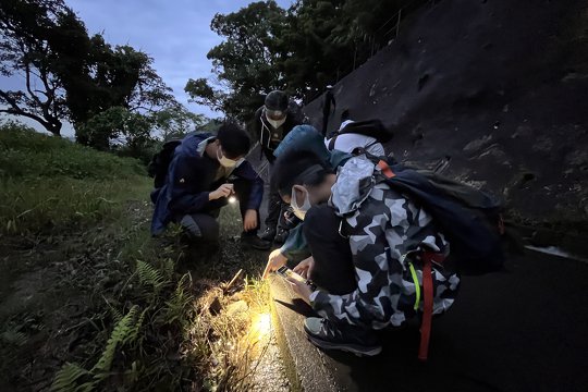 夜間到訪流水響水塘尋找夜行性的兩棲類及爬行類動物。