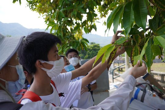 Visiting Lai Chi Wo and learning about the relationship between the village life and the plants.