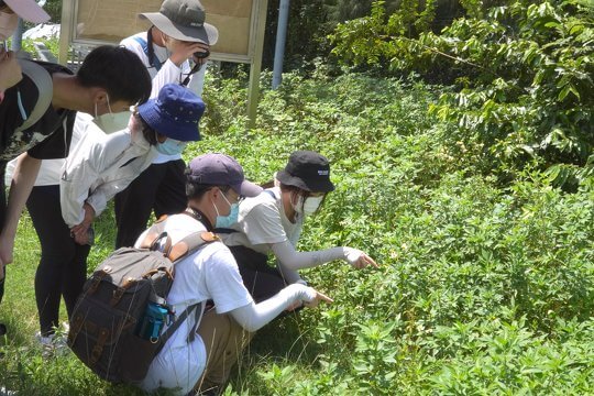 Insect Hotel and Pollinating Insects - School Educational Program