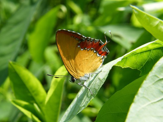 斜斑彩灰蝶 <i>Heliophorus epicles</i>