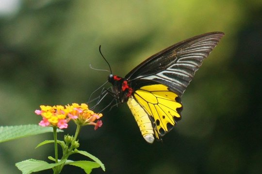 Butterfly Ecology Course - School Educational Program