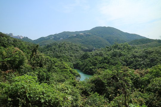 香港現時的森林以次生林為主，是多種動植物的棲息地。