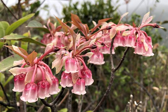 吊鐘是香港森林非常受歡迎的開花植物，為昆蟲及鳥類提供花蜜及花粉