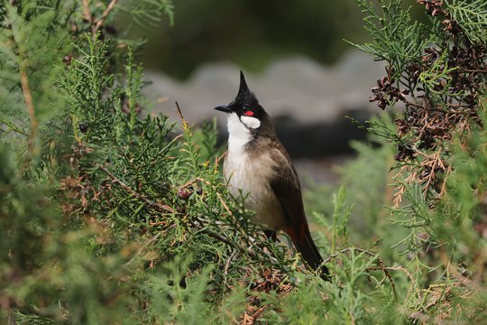 Red-whiskered Bulbul is a Hong Kong common urban bird, and is essential for seed spreading.